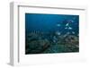 School of Sergeant Major Fish at the Bistro Dive Site in Fiji-Stocktrek Images-Framed Photographic Print