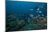 School of Sergeant Major Fish at the Bistro Dive Site in Fiji-Stocktrek Images-Mounted Photographic Print