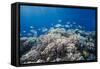 School of Sergeant Major Fish over Pristine Coral Reef, Jackson Reef, Off Sharm El Sheikh, Egypt-Mark Doherty-Framed Stretched Canvas