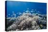 School of Sergeant Major Fish over Pristine Coral Reef, Jackson Reef, Off Sharm El Sheikh, Egypt-Mark Doherty-Stretched Canvas