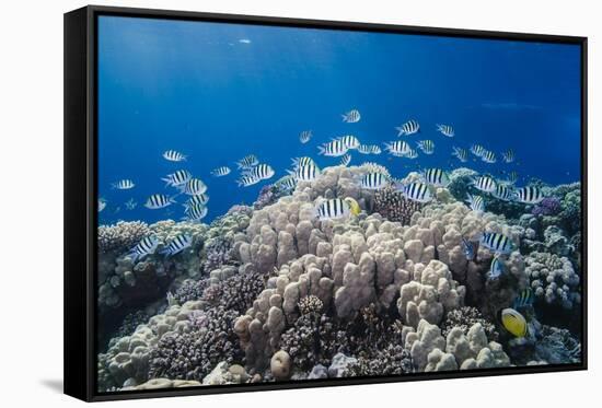 School of Sergeant Major Fish over Pristine Coral Reef, Jackson Reef, Off Sharm El Sheikh, Egypt-Mark Doherty-Framed Stretched Canvas