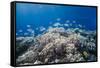 School of Sergeant Major Fish over Pristine Coral Reef, Jackson Reef, Off Sharm El Sheikh, Egypt-Mark Doherty-Framed Stretched Canvas