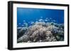 School of Sergeant Major Fish over Pristine Coral Reef, Jackson Reef, Off Sharm El Sheikh, Egypt-Mark Doherty-Framed Photographic Print