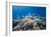 School of Sergeant Major Fish over Pristine Coral Reef, Jackson Reef, Off Sharm El Sheikh, Egypt-Mark Doherty-Framed Photographic Print