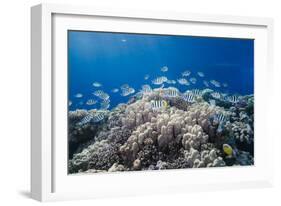 School of Sergeant Major Fish over Pristine Coral Reef, Jackson Reef, Off Sharm El Sheikh, Egypt-Mark Doherty-Framed Photographic Print