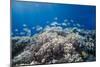 School of Sergeant Major Fish over Pristine Coral Reef, Jackson Reef, Off Sharm El Sheikh, Egypt-Mark Doherty-Mounted Photographic Print