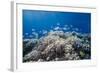 School of Sergeant Major Fish over Pristine Coral Reef, Jackson Reef, Off Sharm El Sheikh, Egypt-Mark Doherty-Framed Photographic Print