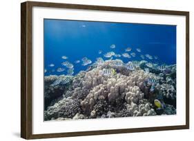 School of Sergeant Major Fish over Pristine Coral Reef, Jackson Reef, Off Sharm El Sheikh, Egypt-Mark Doherty-Framed Photographic Print