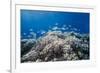 School of Sergeant Major Fish over Pristine Coral Reef, Jackson Reef, Off Sharm El Sheikh, Egypt-Mark Doherty-Framed Photographic Print