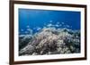 School of Sergeant Major Fish over Pristine Coral Reef, Jackson Reef, Off Sharm El Sheikh, Egypt-Mark Doherty-Framed Photographic Print