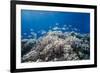 School of Sergeant Major Fish over Pristine Coral Reef, Jackson Reef, Off Sharm El Sheikh, Egypt-Mark Doherty-Framed Photographic Print