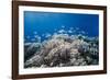 School of Sergeant Major Fish over Pristine Coral Reef, Jackson Reef, Off Sharm El Sheikh, Egypt-Mark Doherty-Framed Photographic Print