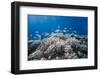 School of Sergeant Major Fish over Pristine Coral Reef, Jackson Reef, Off Sharm El Sheikh, Egypt-Mark Doherty-Framed Photographic Print