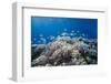 School of Sergeant Major Fish over Pristine Coral Reef, Jackson Reef, Off Sharm El Sheikh, Egypt-Mark Doherty-Framed Photographic Print