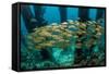 School of Smallmouth Grunt (Haemulon Chrysargyreum).-Stephen Frink-Framed Stretched Canvas