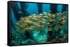 School of Smallmouth Grunt (Haemulon Chrysargyreum).-Stephen Frink-Framed Stretched Canvas