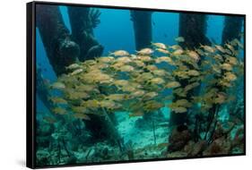 School of Smallmouth Grunt (Haemulon Chrysargyreum).-Stephen Frink-Framed Stretched Canvas