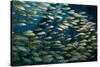 School of Smallmouth Grunt (Haemulon Chrysargyreum).-Stephen Frink-Stretched Canvas