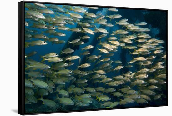 School of Smallmouth Grunt (Haemulon Chrysargyreum).-Stephen Frink-Framed Stretched Canvas