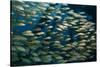 School of Smallmouth Grunt (Haemulon Chrysargyreum).-Stephen Frink-Stretched Canvas