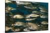 School of Smallmouth Grunt (Haemulon Chrysargyreum).-Stephen Frink-Stretched Canvas