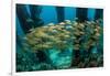 School of Smallmouth Grunt (Haemulon Chrysargyreum).-Stephen Frink-Framed Photographic Print