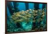 School of Smallmouth Grunt (Haemulon Chrysargyreum).-Stephen Frink-Framed Photographic Print