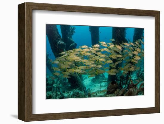 School of Smallmouth Grunt (Haemulon Chrysargyreum).-Stephen Frink-Framed Photographic Print