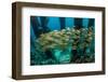 School of Smallmouth Grunt (Haemulon Chrysargyreum).-Stephen Frink-Framed Photographic Print