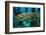 School of Smallmouth Grunt (Haemulon Chrysargyreum).-Stephen Frink-Framed Photographic Print