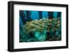 School of Smallmouth Grunt (Haemulon Chrysargyreum).-Stephen Frink-Framed Photographic Print