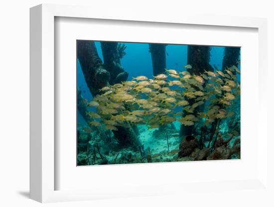 School of Smallmouth Grunt (Haemulon Chrysargyreum).-Stephen Frink-Framed Photographic Print