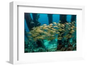 School of Smallmouth Grunt (Haemulon Chrysargyreum).-Stephen Frink-Framed Photographic Print