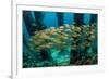 School of Smallmouth Grunt (Haemulon Chrysargyreum).-Stephen Frink-Framed Photographic Print