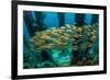 School of Smallmouth Grunt (Haemulon Chrysargyreum).-Stephen Frink-Framed Photographic Print