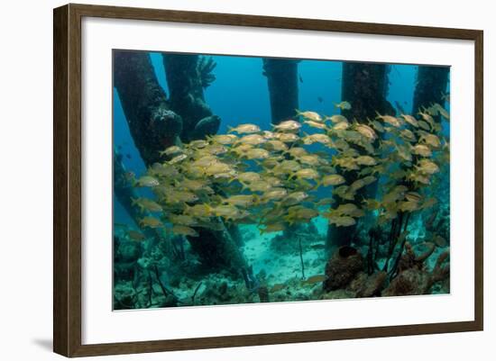 School of Smallmouth Grunt (Haemulon Chrysargyreum).-Stephen Frink-Framed Photographic Print