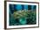 School of Smallmouth Grunt (Haemulon Chrysargyreum).-Stephen Frink-Framed Photographic Print