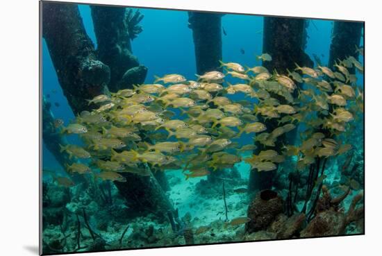 School of Smallmouth Grunt (Haemulon Chrysargyreum).-Stephen Frink-Mounted Photographic Print