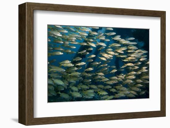 School of Smallmouth Grunt (Haemulon Chrysargyreum).-Stephen Frink-Framed Photographic Print