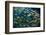 School of Smallmouth Grunt (Haemulon Chrysargyreum).-Stephen Frink-Framed Photographic Print