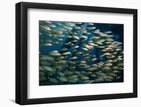 School of Smallmouth Grunt (Haemulon Chrysargyreum).-Stephen Frink-Framed Photographic Print