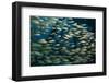 School of Smallmouth Grunt (Haemulon Chrysargyreum).-Stephen Frink-Framed Photographic Print