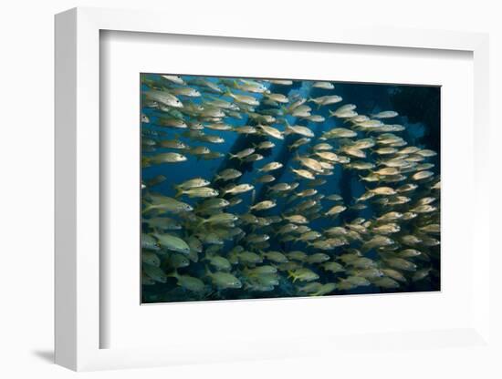 School of Smallmouth Grunt (Haemulon Chrysargyreum).-Stephen Frink-Framed Photographic Print