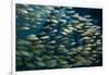 School of Smallmouth Grunt (Haemulon Chrysargyreum).-Stephen Frink-Framed Photographic Print