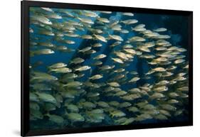 School of Smallmouth Grunt (Haemulon Chrysargyreum).-Stephen Frink-Framed Photographic Print