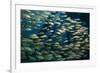 School of Smallmouth Grunt (Haemulon Chrysargyreum).-Stephen Frink-Framed Photographic Print