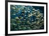 School of Smallmouth Grunt (Haemulon Chrysargyreum).-Stephen Frink-Framed Photographic Print