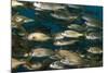 School of Smallmouth Grunt (Haemulon Chrysargyreum).-Stephen Frink-Mounted Photographic Print