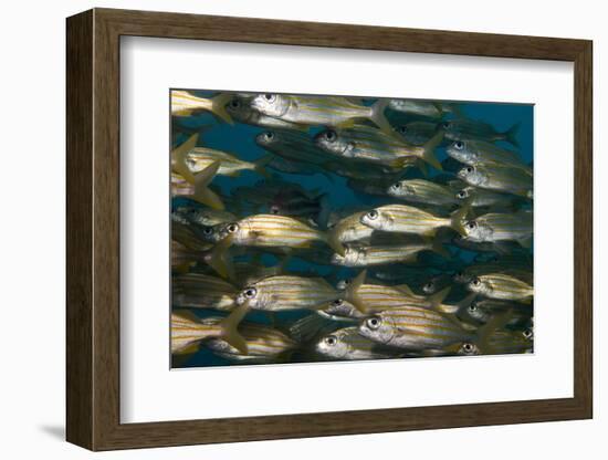 School of Smallmouth Grunt (Haemulon Chrysargyreum).-Stephen Frink-Framed Photographic Print