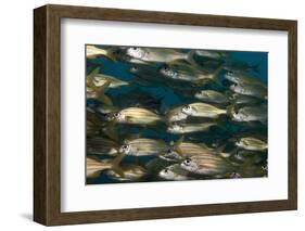 School of Smallmouth Grunt (Haemulon Chrysargyreum).-Stephen Frink-Framed Photographic Print